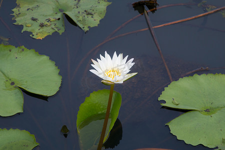 池塘里的莲花