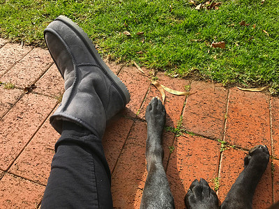一只黑色拉布拉多犬和他的监护人的脚