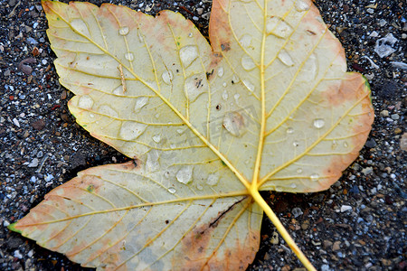 秋天的彩色枫叶与雨滴