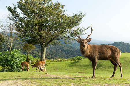 日本奈良鹿摄影照片_日本奈良山的鹿群