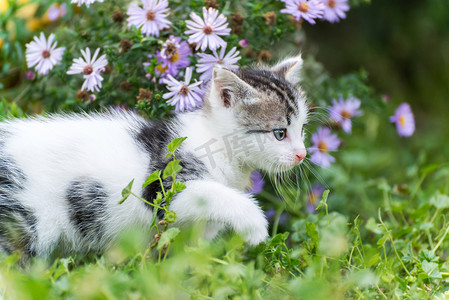 粉红色花朵中的小滑稽小猫