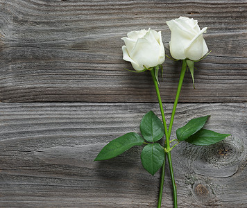 白玫瑰情人节摄影照片_木制背景上的两朵白玫瑰