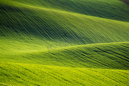 绿色麦田摄影照片_连绵起伏的绿色麦田丘陵。