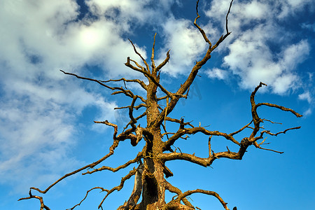蓝天背景下的干橡树的树干和树枝