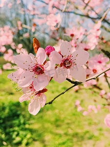 苹果树开花，春天开花