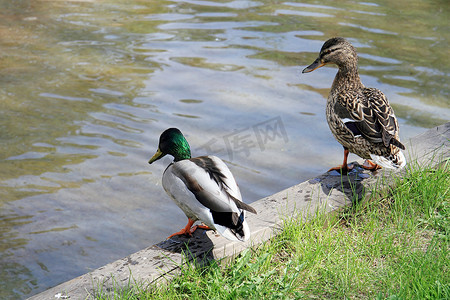 png绿水摄影照片_在阳光明媚的春日，一只雄性和雌性刺鸭站在绿水池塘附近。