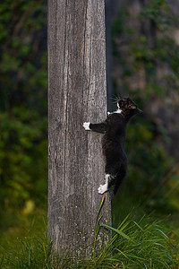 白爪子的小黑猫爬上灰色木杆