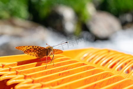 飞蛾坐在有棱纹的亮橙色表面上