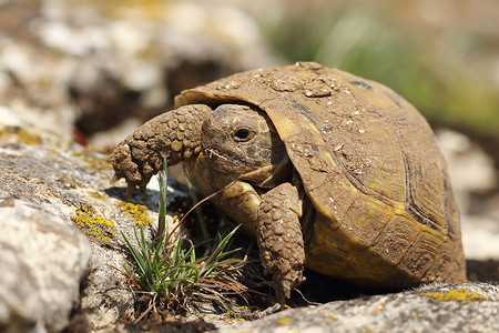 自然栖息地的肮脏希腊龟
