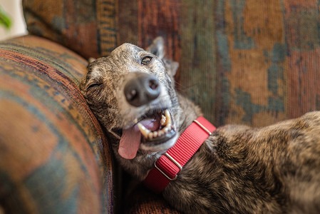获救的可爱灰狗宠物狗在新家的沙发上放松