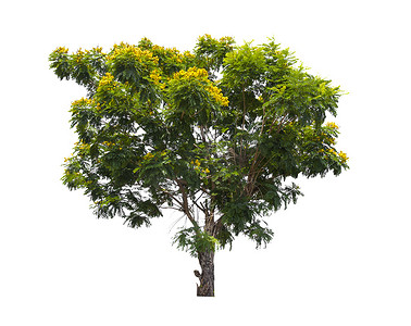 脑洞大开简笔画摄影照片_美丽的大树，开着黄色的花。