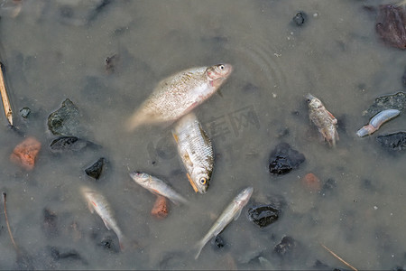 鱼干摄影照片_池塘底有一条死鱼