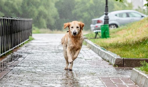 金毛犬在雨中奔跑