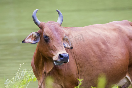 自然背景下棕色母牛的图像。
