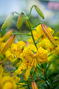 黄色百合湿花