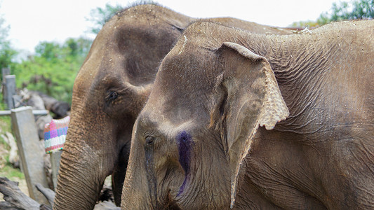 大象大全摄影照片_在泰国清迈省 Mae Tang 的大象护理保护区，大象以甘蔗和竹子为食时，大象的树干特写。