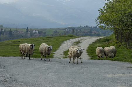 普拉纳山春田、道路和白羊群特写景观