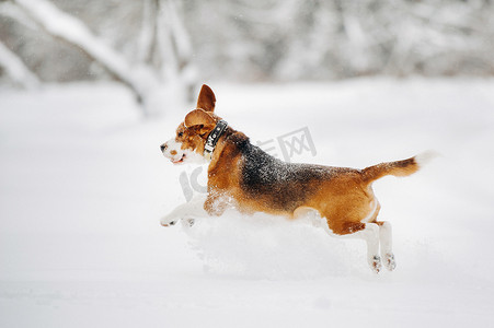 冬天，狗在大自然中奔跑。小猎犬在雪中飞行