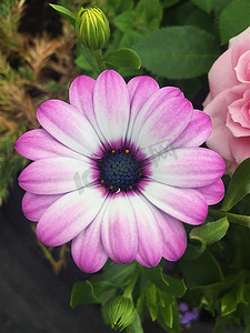 紫色非洲菊摄影照片_夏日花园里美丽的紫色非洲菊雏菊