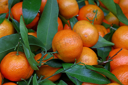 新鲜成熟的柑橘与绿叶