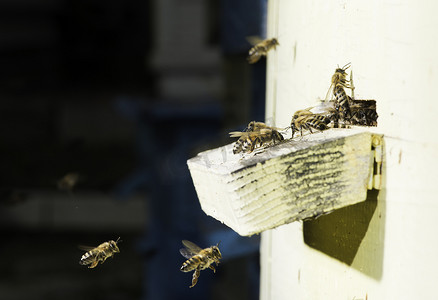 蜂巢抑菌摄影照片_蜜蜂进入蜂巢