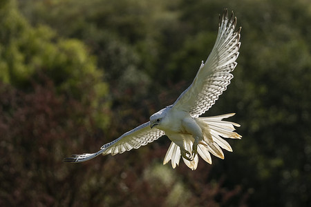 Gyrfalcon (Falco rusticolus) 一只白色猎鹰鸟