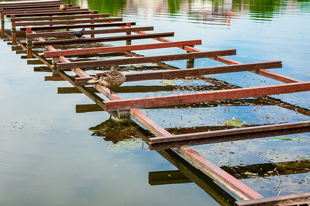 野鸭站在河上的金属桥上
