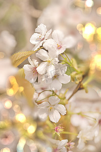 特写白色染井吉野樱花与苍白的散景