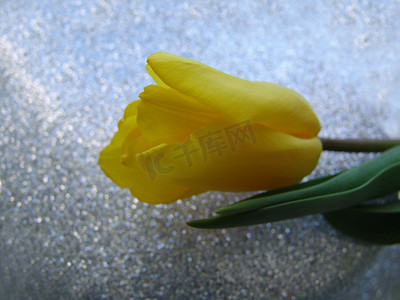 银色背景上的黄色郁金香