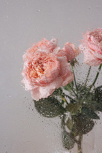 粉色墙壁摄影照片_灰色墙壁背景的木桌上花瓶中的粉红玫瑰，靠近玻璃窗，可欣赏雨侧景观