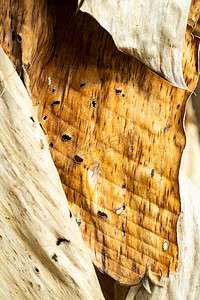树叶枯萎摄影照片_干燥和枯萎的香蕉叶质地、特写和宏观拍摄、抽象图案背景、泰国水果