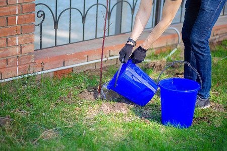 一个男人正在用一个蓝色的水桶给一棵新栽的树浇水。