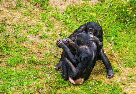 倭黑猩猩夫妇坐在一起，社会和亲密的人类猿行为，来自非洲的濒危灵长类动物