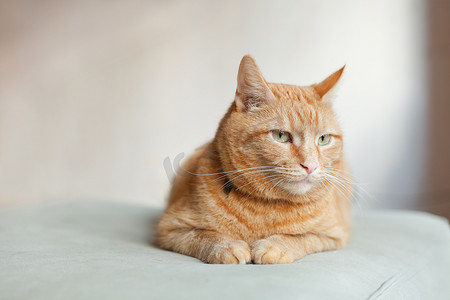 在家休息摄影照片_高兴的橙姜猫坐在椅子上，在家休息。