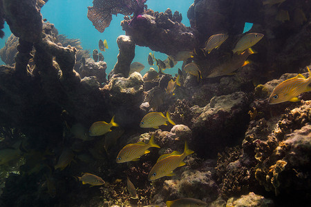 珊瑚礁中的鱼群