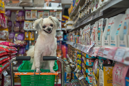 狗很可爱，在宠物店等着宠物主人