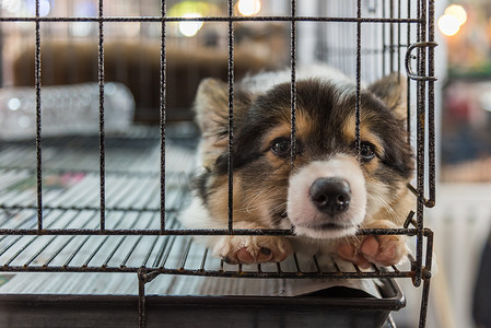 狗笼子摄影照片_小狗在笼子里的狗悲伤