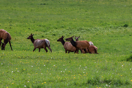 麋鹿绿色摄影照片_一群麋鹿在郁郁葱葱的绿色田野上吃草