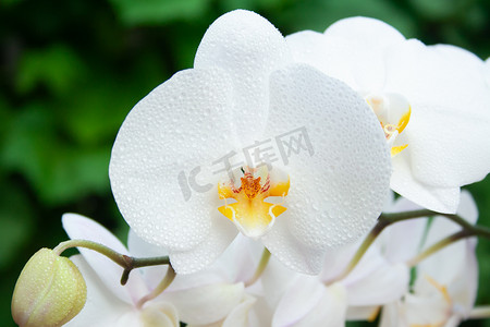 蝴蝶兰水滴摄影照片_带水滴的白兰花