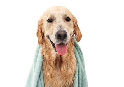 狗洗澡摄影照片_金毛犬洗澡后在浴缸里