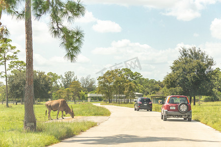 美国佛罗里达州 - 2019年9月19日：Lion Country Safari驾车穿过佛罗里达州西棕榈滩公园。