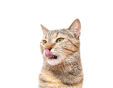 猫宠物用舌头舔白色背景。