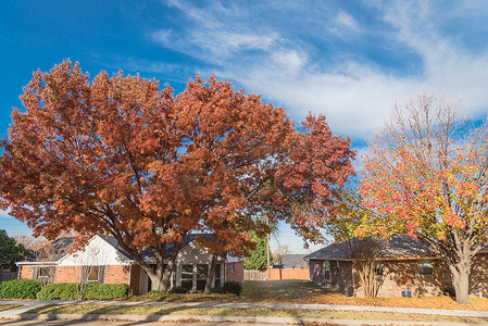 达拉斯郊区的单层平房，秋叶色彩鲜艳
