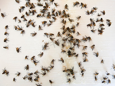 许多死苍蝇被黏糊糊的苍蝇纸陷阱捕获