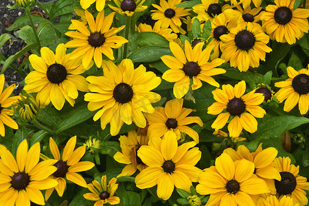 花园花境中五颜六色的黄色 Rudbeckia 的特写