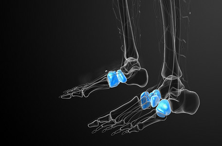 3d 渲染中足骨的医学插图