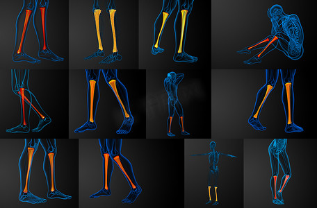 3d脚摄影照片_胫骨的 3D 渲染医学插图