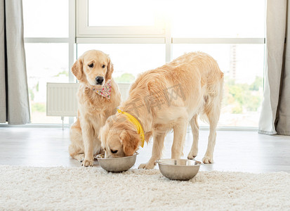 室内宠物狗摄影照片_金毛猎犬从另一只狗的碗里吃东西