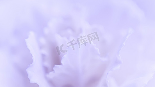 蓝色花卉背景摄影照片_抽象花卉背景，淡紫色康乃馨花。