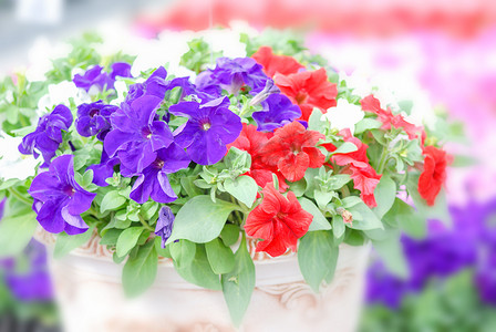 五颜六色的牵牛花，大花是最受欢迎的品种